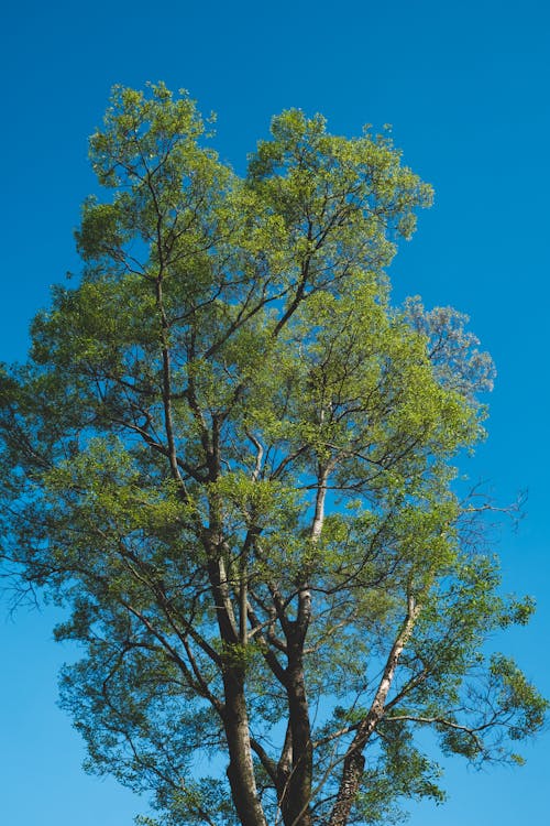 Foto profissional grátis de alto, árvore, céu azul