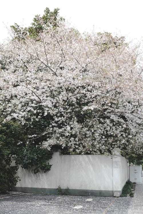A white tree with white flowers in front of a white wall