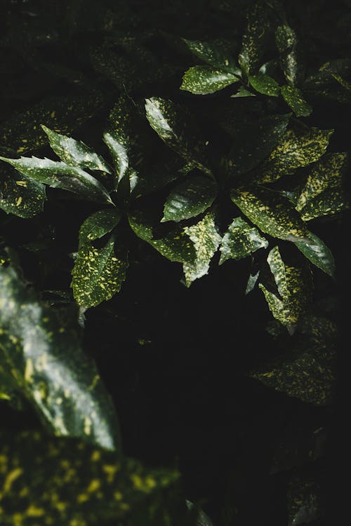 A close up of a green plant with leaves