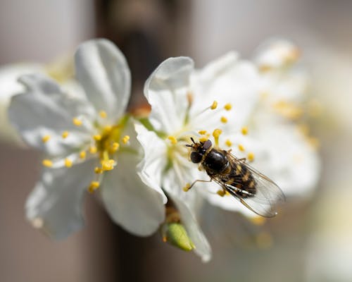 Ilmainen kuvapankkikuva tunnisteilla äärimmäinen lähikuva, eläinkuvaus, hauras