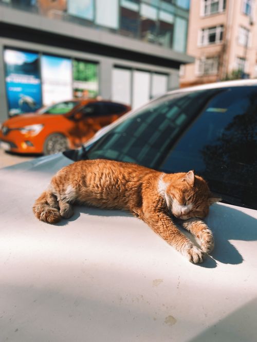 Free A cute orange and white cat sleeping on a car hood, basking in sunlight on a city street. Stock Photo