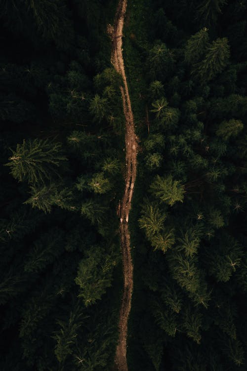 Aerial View of a Footpath in a Forest 