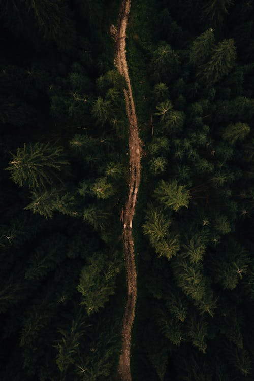 Free Aerial View of a Footpath in a Forest  Stock Photo