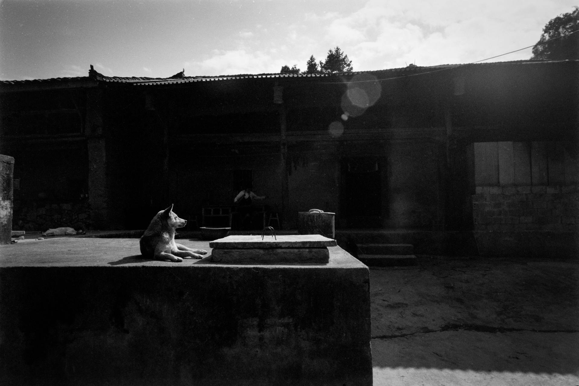 Dog Lying Down on Wall near Building in Village