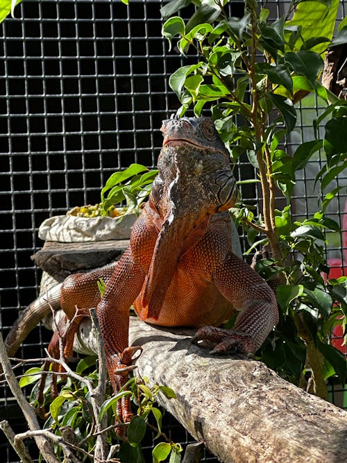 Δωρεάν στοκ φωτογραφιών με iguana, άγριος, ερπετό