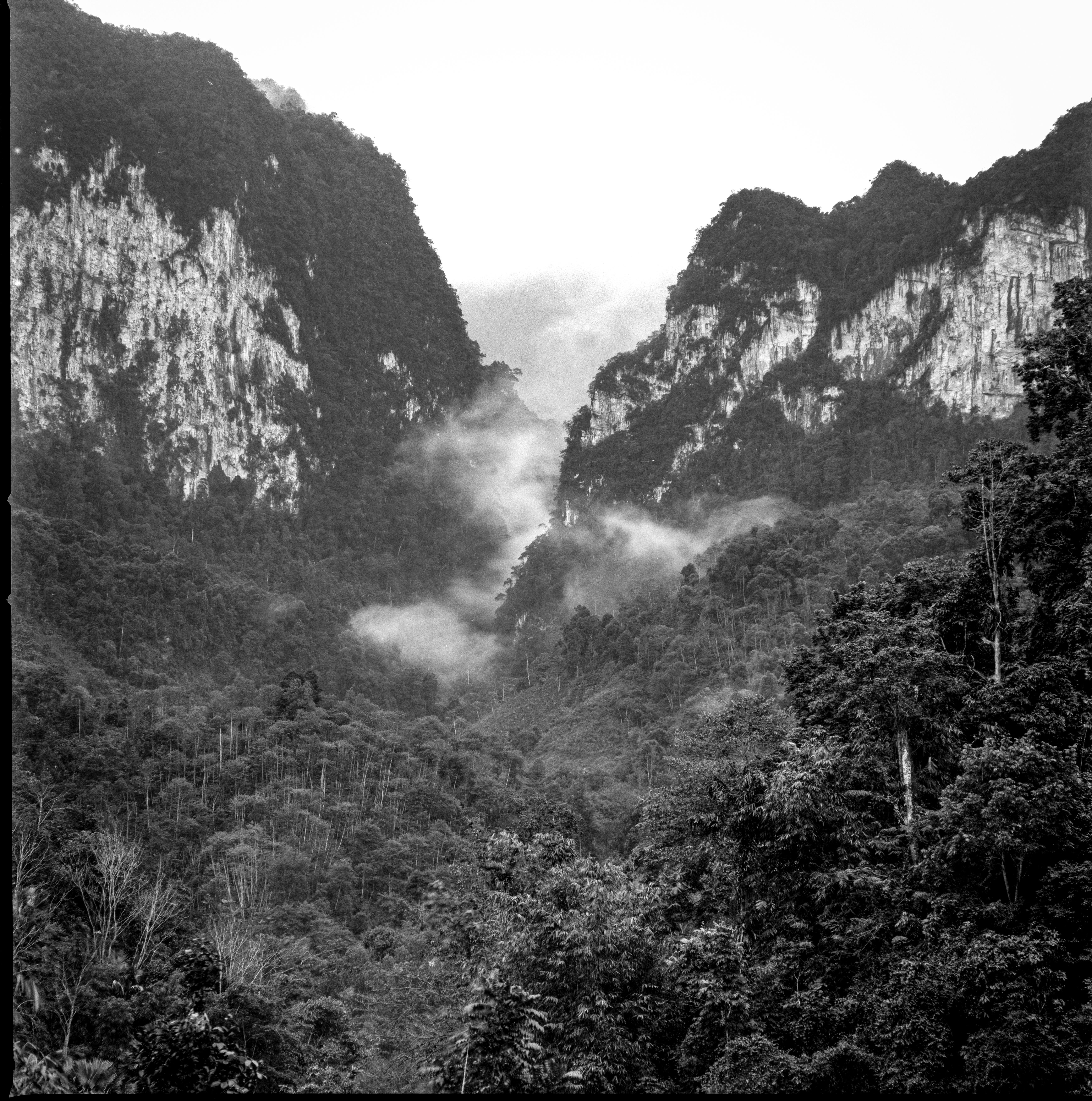 Stunning black and white view of a misty mountain valley with dense forest.