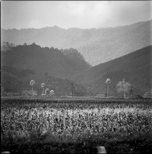 A black and white photo of a field with mountains in the background