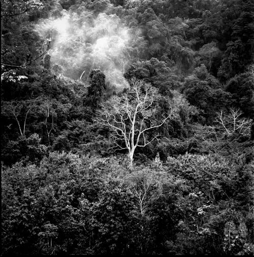 A black and white photo of a forest with smoke