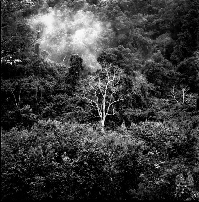 A striking black and white landscape of a dense forest with a single bare tree.