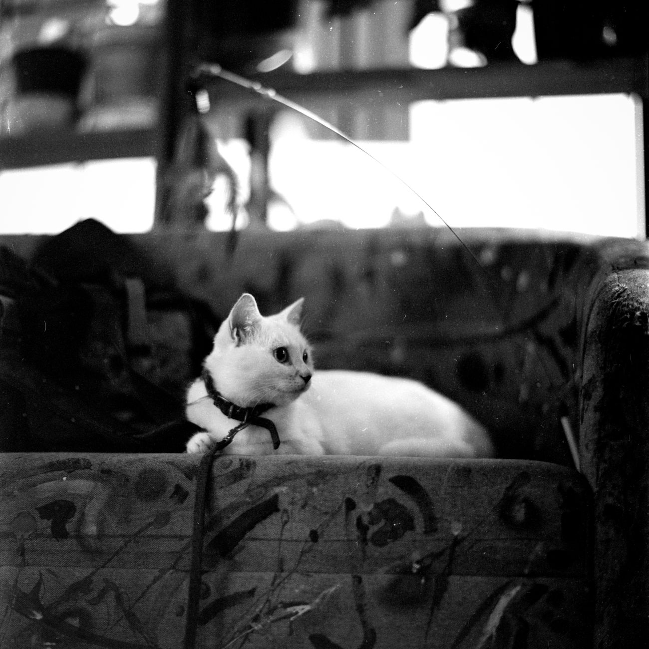 A cute white cat relaxing on a patterned sofa in a black and white setting.