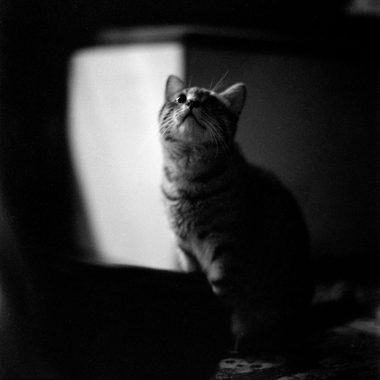Sitting Cat in Black and White · Free Stock Photo