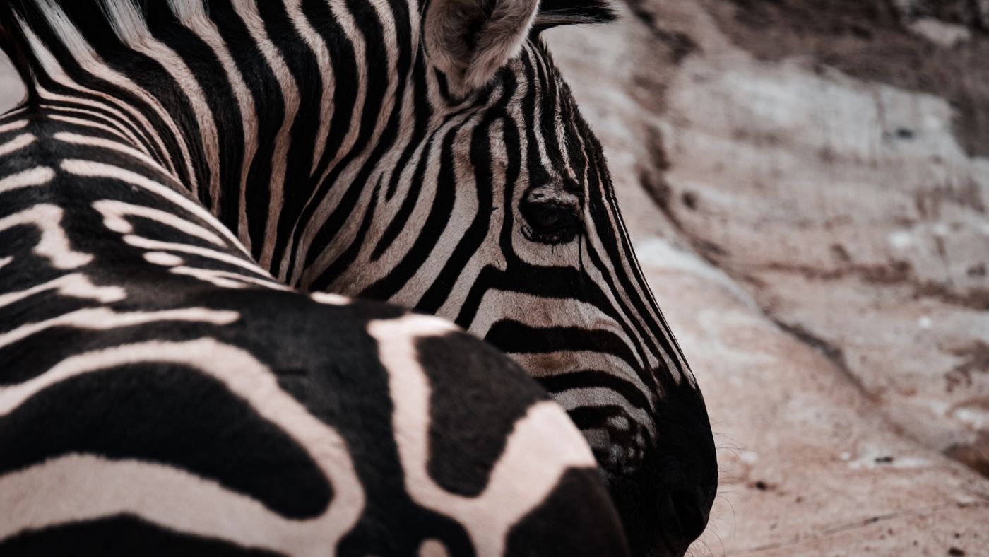 San Diego Zoo Safari Park: A Real Visitor's Escondido Guide