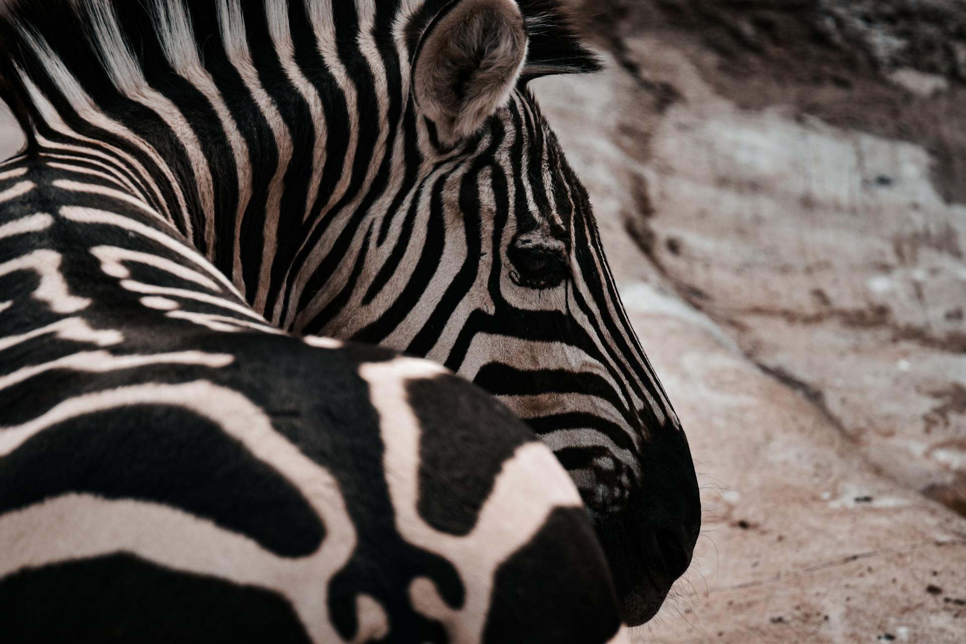 Intimate close-up of zebra at San Antonio Zoo, highlighting unique stripes in natural setting.