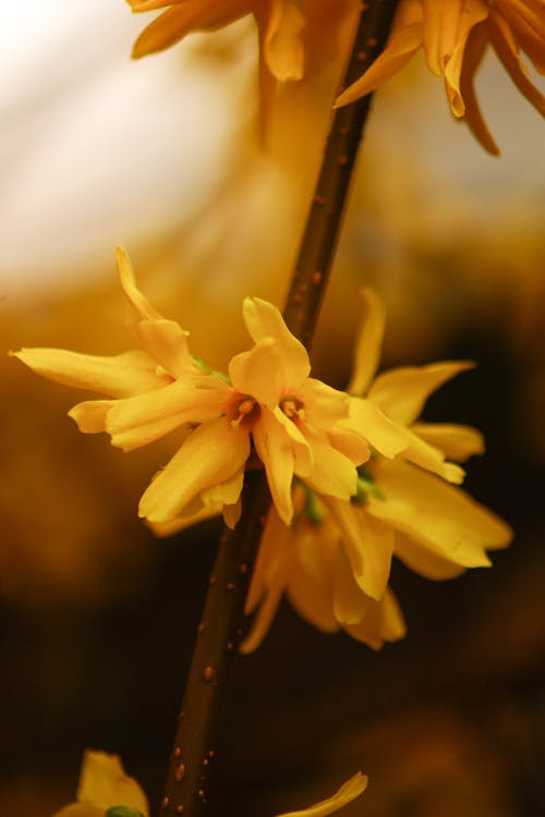 Foto profissional grátis de botânica, flores amarelas, início da primavera