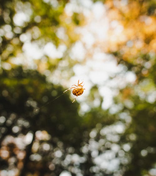 Kostnadsfri bild av apelsin, bokeh, fallande spindel