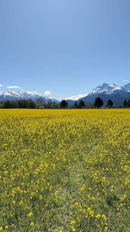 Immagine gratuita di agricoltura, campagna, cielo azzurro