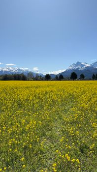 A vibrant meadow of yellow flowers with snow-capped mountains in Trevelin, Argentina.