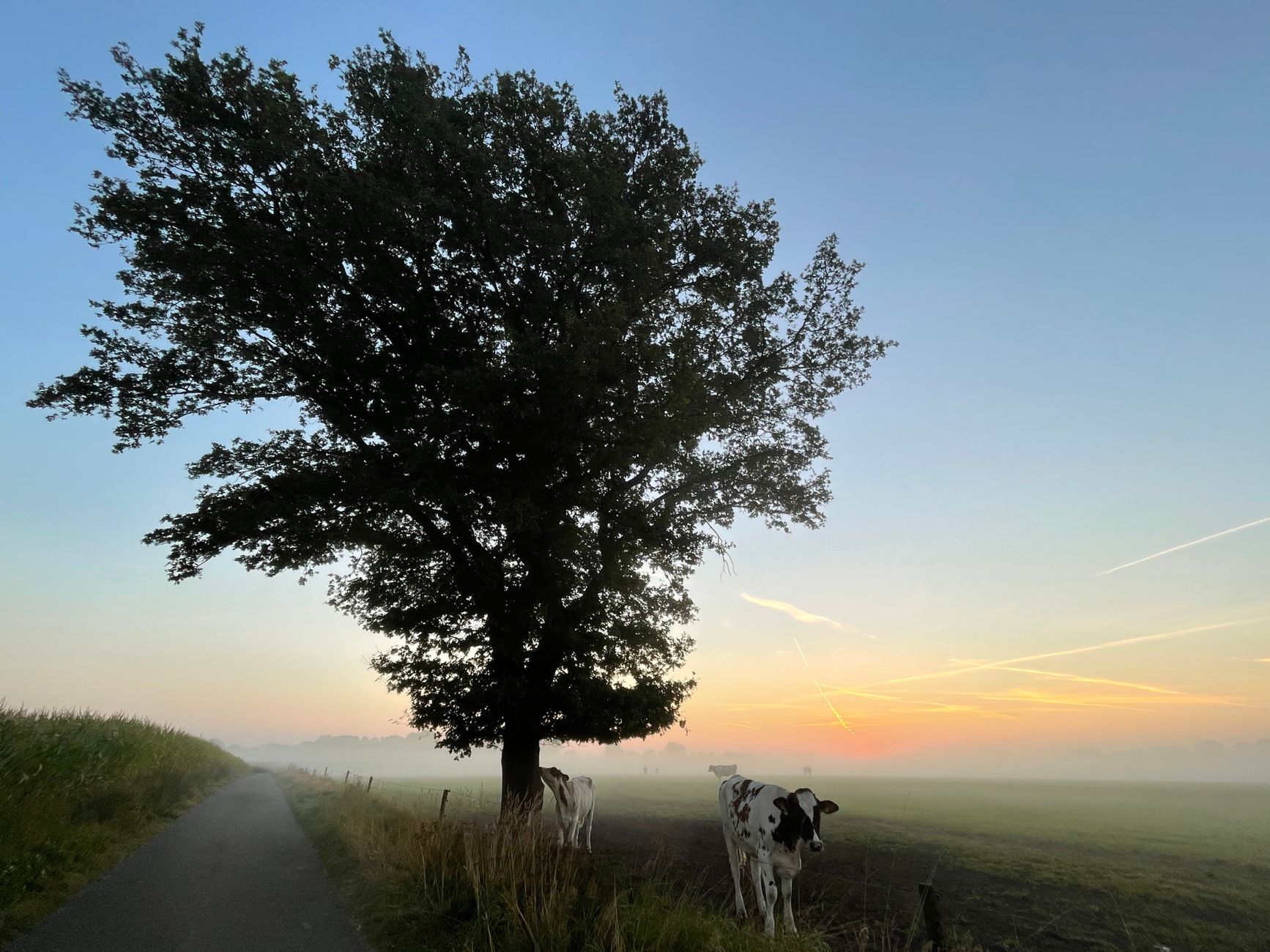 Koe in brandende zon: advies voor eigenaars