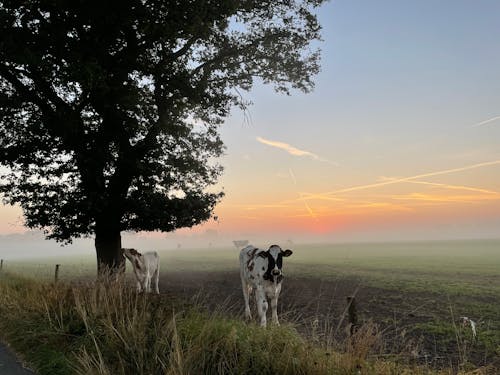 Gratis stockfoto met beesten, boerderij, boom