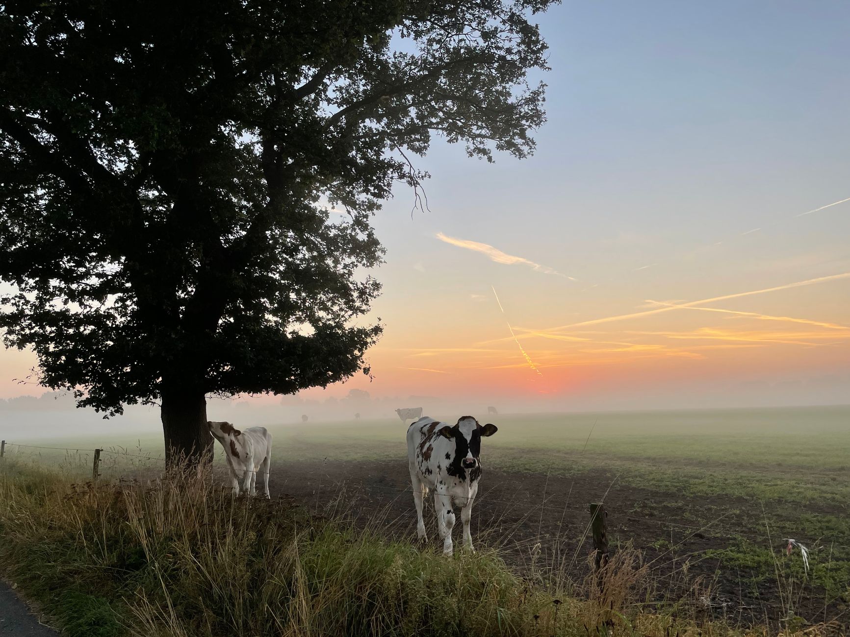 Wakker Dier: helft schapen in Noord-Holland mist beschutting