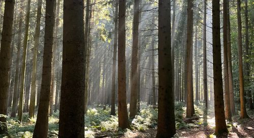 Free Captivating sunlight filtering through a serene pine forest in Hilter, Germany. Stock Photo