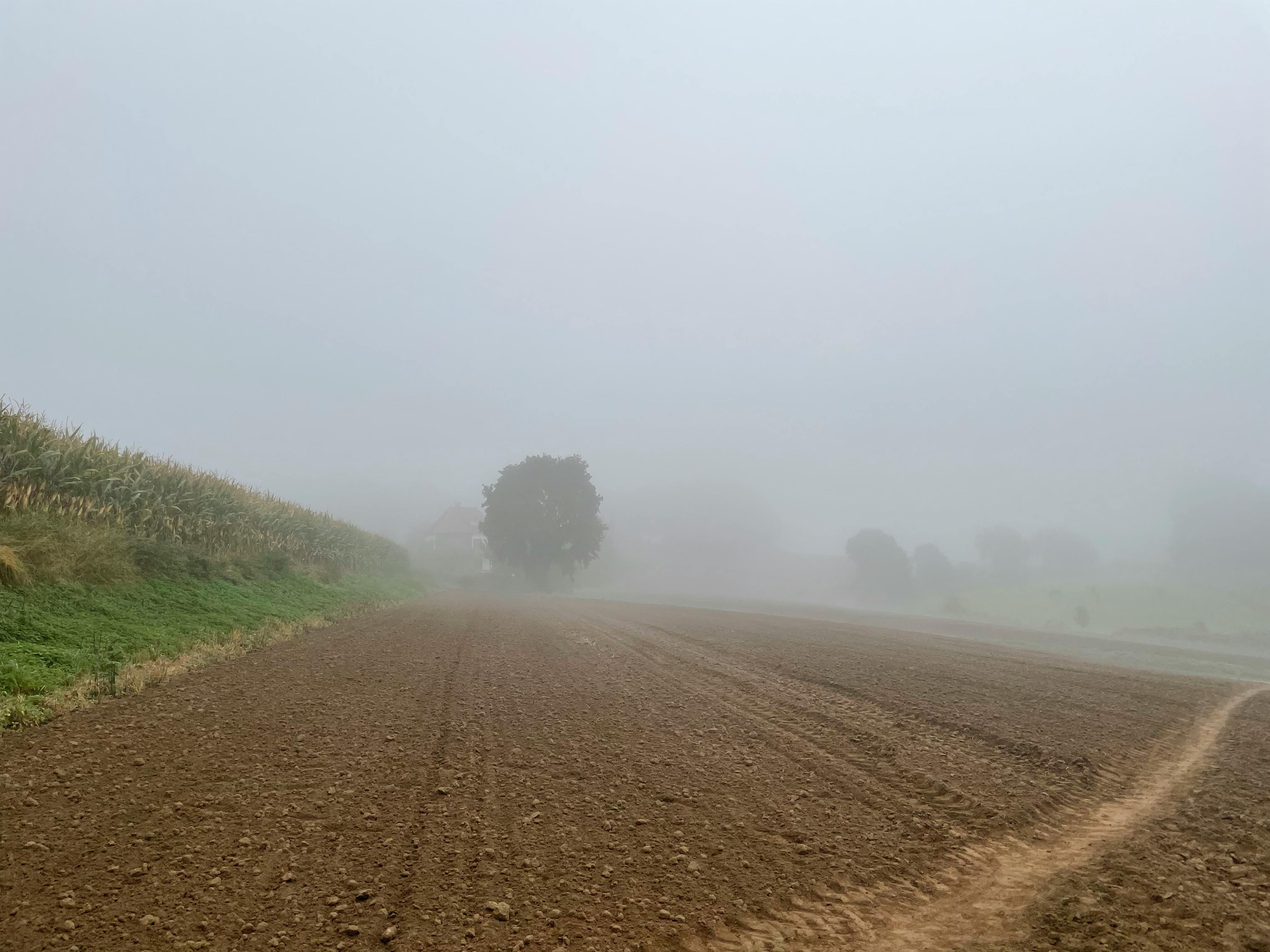 A serene foggy morning over farmland mit Bäumen in Halle, Deutschland