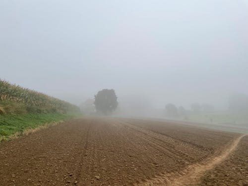 A field with a dirt road and trees in the fog