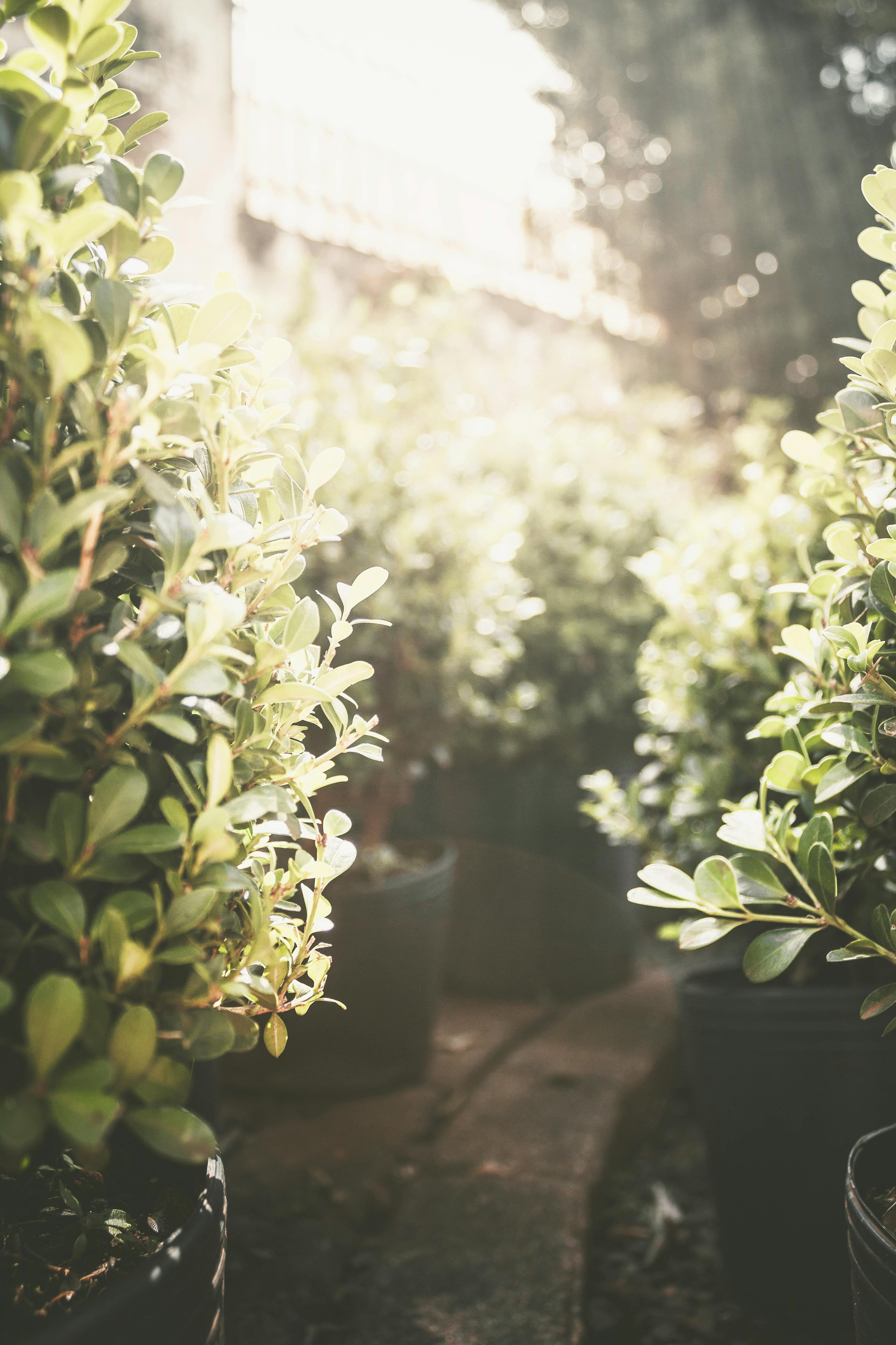 Peaceful garden path surrounded by sunlit green foliage and potted plants, perfect for a tranquil setting.