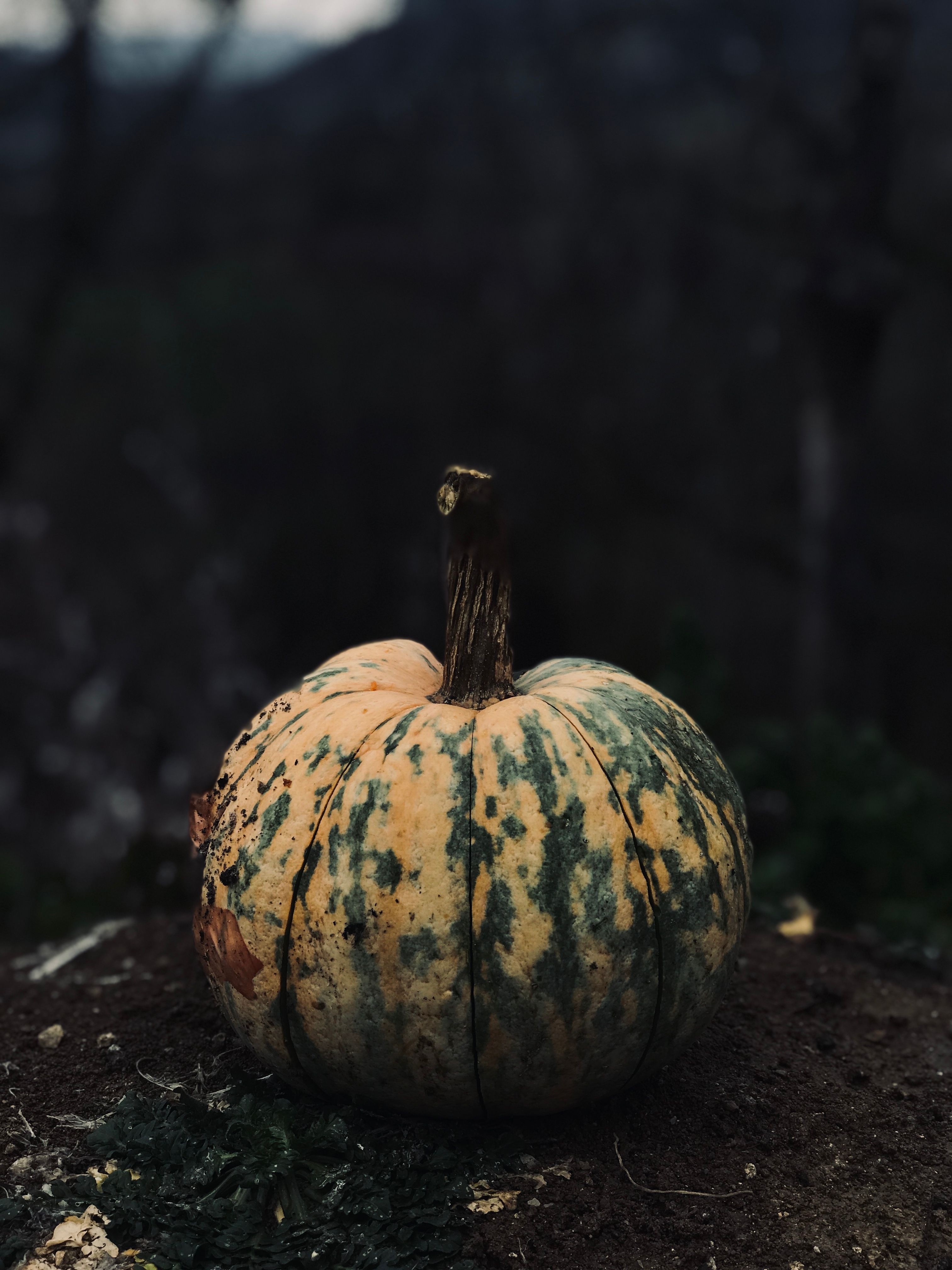 Gratis stockfoto met 31 oktober, aarde, afzondering Stockfoto