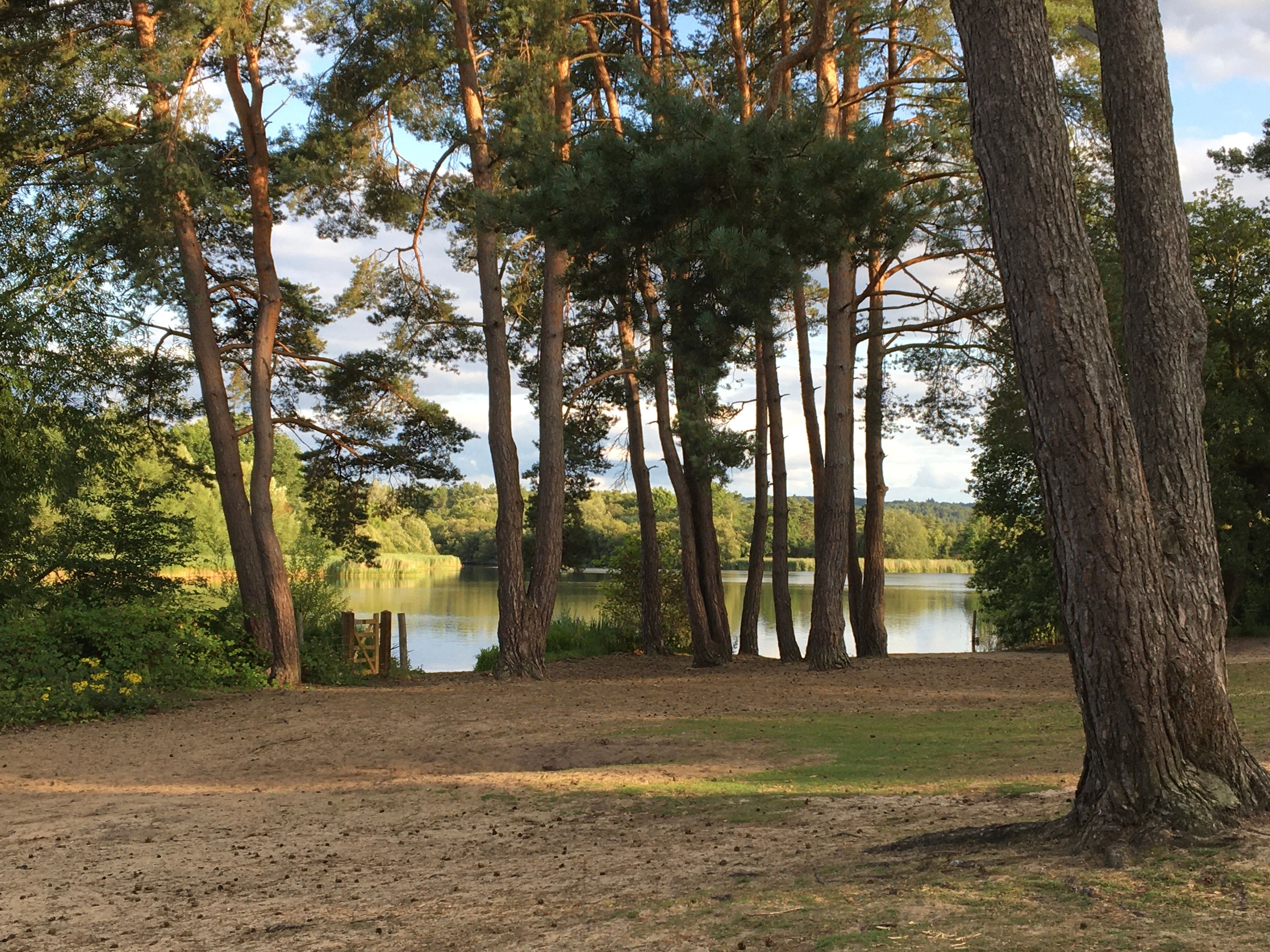 Peaceful view of a lake through pine trees at Frensham, England.