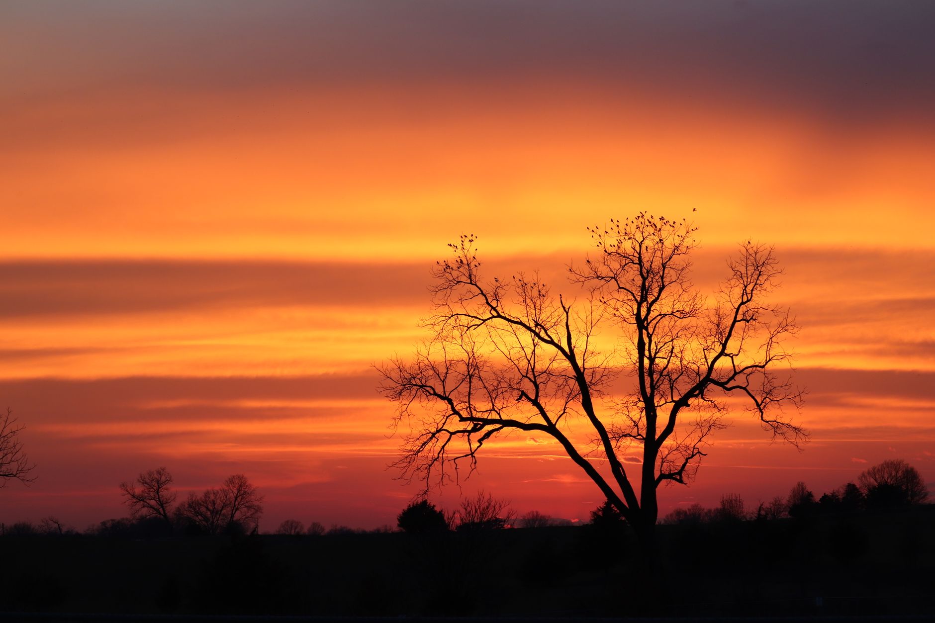 Stunning sunset with vibrant colors and tree silhouettes in Hagerstown, Maryland.