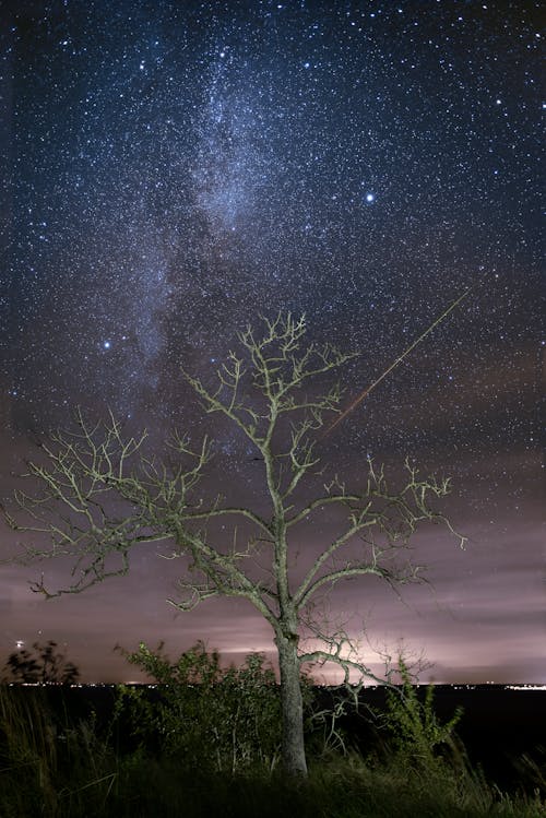 Photos gratuites de arbre, astronomie, aube