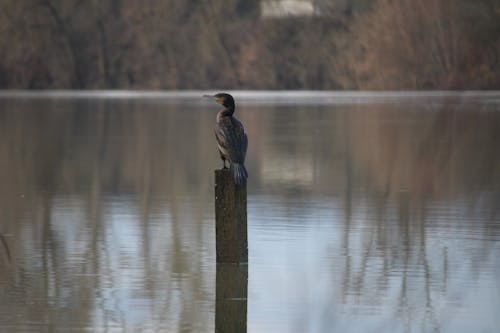 คลังภาพถ่ายฟรี ของ phalacrocorax คาร์โบ, การถ่ายภาพสัตว์, การสะท้อน