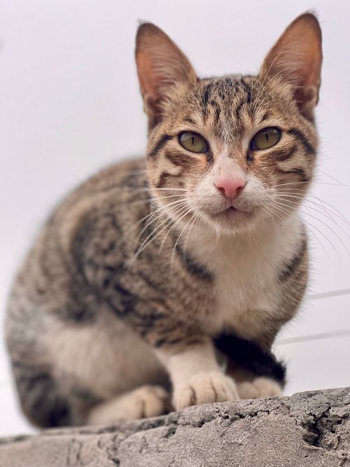 Free A focused close-up of a tabby cat crouching on a wall, staring directly ahead. Stock Photo