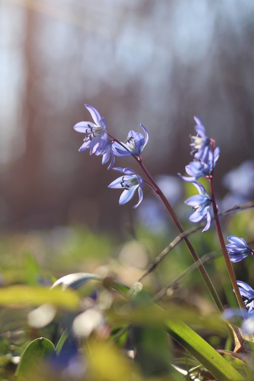 Free spring flowers Stock Photo