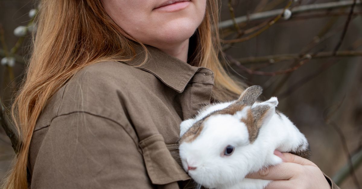 Woman Rabbit Dispatch Woman with a Rabbit Posing by the Forest · Free Stock Photo