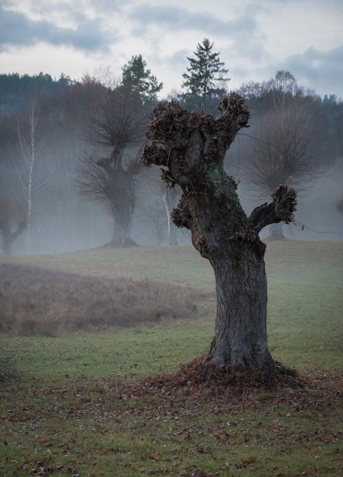 A tree in the middle of a field with fog