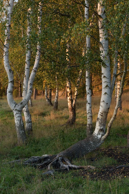 垂直拍摄, 夏天, 弯曲的树干 的 免费素材图片