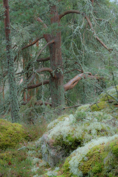 Kostenloses Stock Foto zu bäume, grün, natur