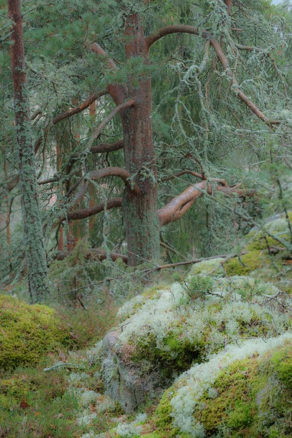 Moss and ancient trunks in a quiet wood — photo by Anders L&ouml;nn on Pexels
