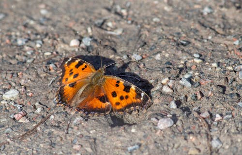 A small orange butterfly sitting on the ground