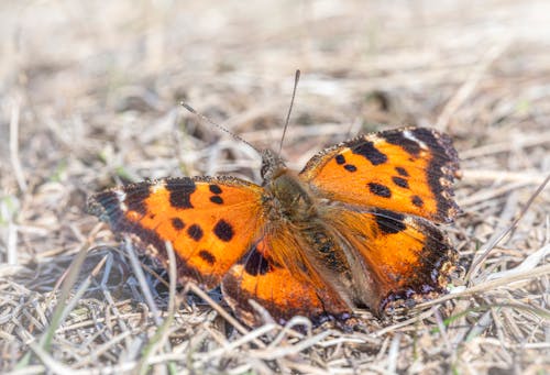 A small orange and black butterfly sitting on the ground