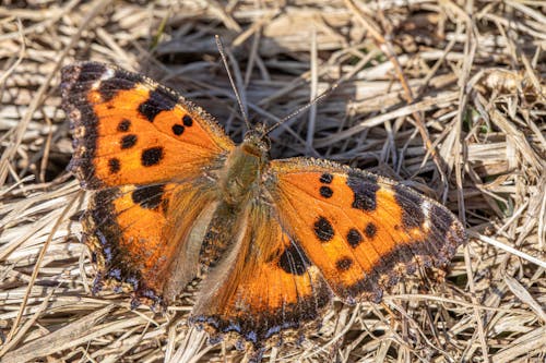 A small orange and black butterfly sitting on dry grass