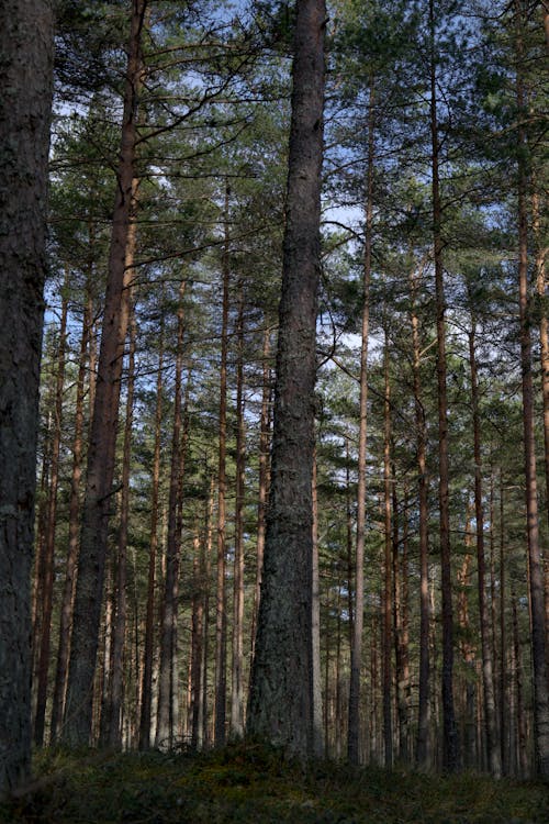 Foto d'estoc gratuïta de bosc, coníferes, de fulla perenne