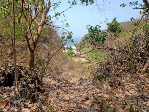 Gratis stockfoto met ecosysteem, groeideeng, gunungkidul