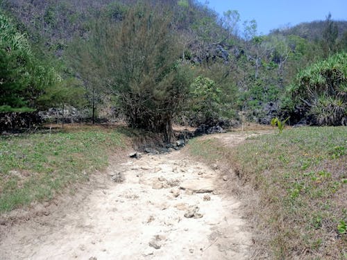 Gratis stockfoto met groeideeng, gunungkidul, Indonesië