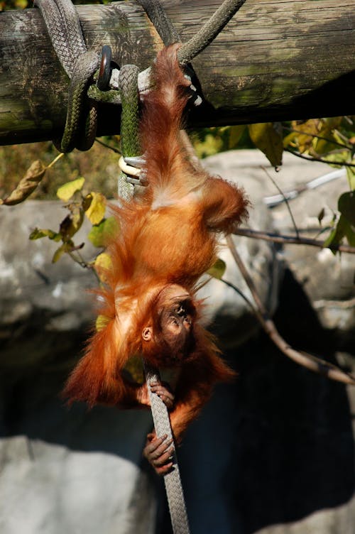 grátis Foto De Orangotango Pendurado De Cabeça Para Baixo Em Uma Corda Foto profissional