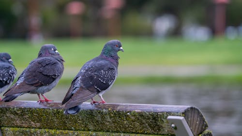 Three pigeons sitting on a bench in a park