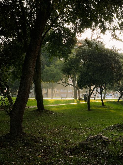 Free Peaceful park scene with sunlight filtering through trees, creating a serene ambiance. Stock Photo