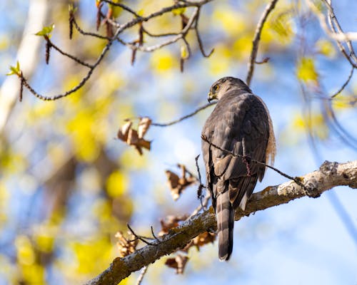 A hawk perched on a branch in the spring